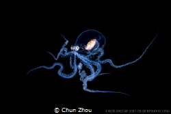 I am a real octopus(Macrotritopus) than a Alien. by Chun Zhou 